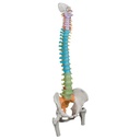 Colonne vertébrale flexible didactique avec moignons de fémur - 3B Smart Anatomy