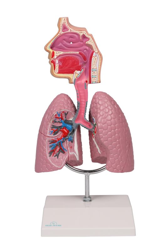 Modèle anatomique de voies respiratoires